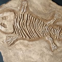 fossilienbild_2020_1