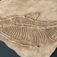 fossilienbild_2020_10