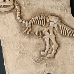 fossilienbild_2020_2