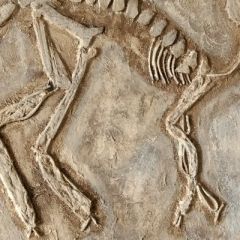 fossilienbild_2020_3