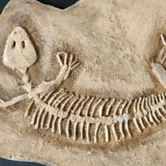 fossilienbild_2020_5