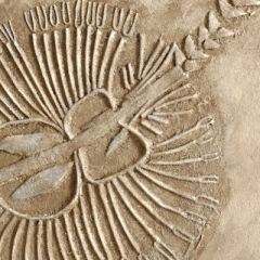 fossilienbild_2020_7