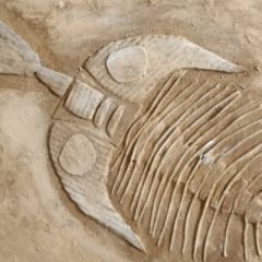 fossilienbild_2020_8