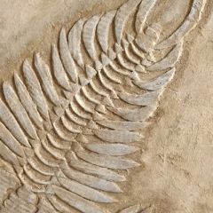 fossilienbild_2020_9